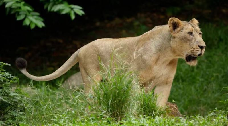 亞洲獅子 身長(zhǎng)2.5米，?尾巴0.7米，肩高1米